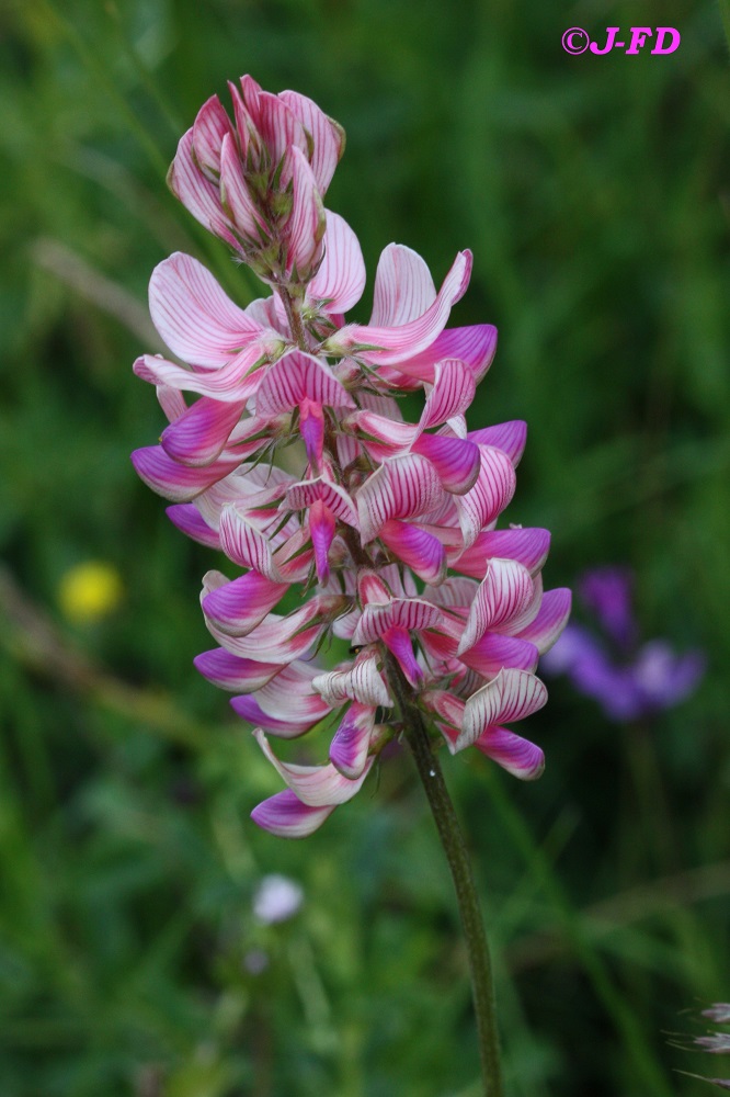 variet di erba medica ?  No, Onobrychis viciifolia